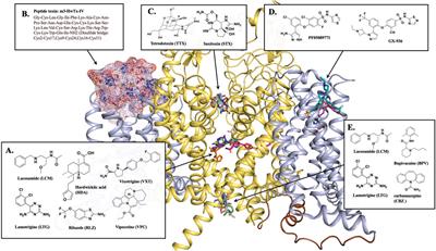 Therapeutic targeting of voltage-gated sodium channel NaV1.7 for cancer metastasis
